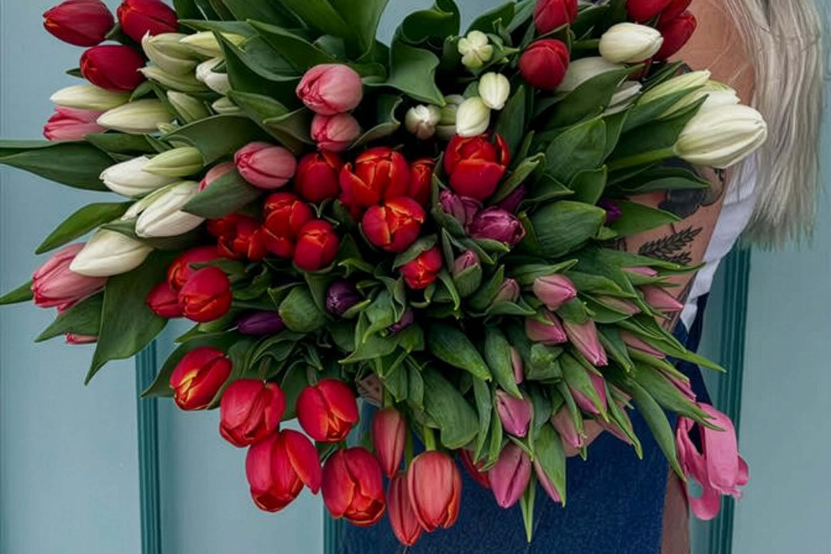 Person holding a large bunch of red, white, pink and purple tulips